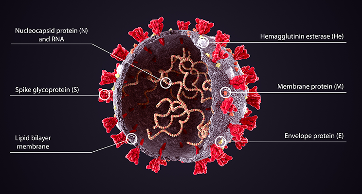 Why are we so much concerned about SARS-CoV-2 variants?